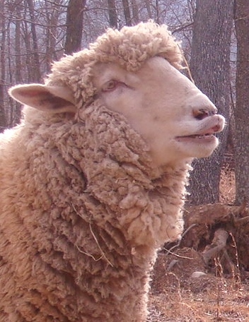 this needs a speech bubble